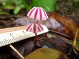 Marasmius tageticolor image
