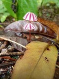 Marasmius tageticolor image