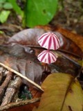Marasmius tageticolor image