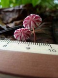 Marasmius tageticolor image