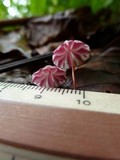 Marasmius tageticolor image
