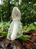Phallus indusiatus image