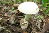 Amanita whetstoneae image
