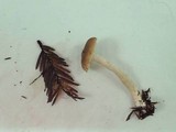 Entoloma sericatum image