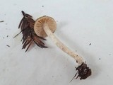 Entoloma sericatum image