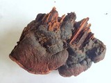 Fomitopsis cajanderi image