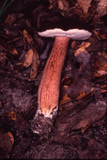 Xanthoconium purpureum image