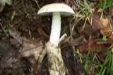 Amanita whetstoneae image