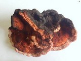 Fomitopsis cajanderi image