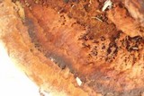 Phellinus gilvus image