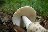 Amanita whetstoneae image