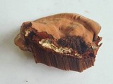 Polyporus annulatus image