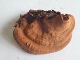 Polyporus annulatus image