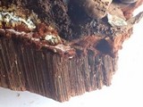 Polyporus annulatus image