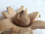 Geastrum lageniforme image