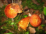 Suillus spraguei image