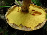 Suillus spraguei image