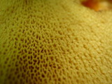 Suillus spraguei image