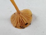 Hygrocybe laeta var. laeta image