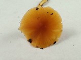 Hygrocybe laeta var. laeta image