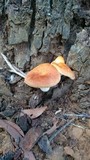 Omphalotus nidiformis image