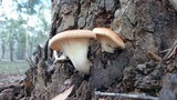 Omphalotus nidiformis image