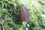 Helvella leucomelaena image