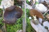 Helvella leucomelaena image