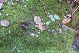 Helvella leucomelaena image