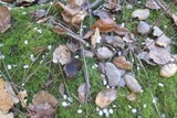 Helvella leucomelaena image