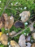 Helvella leucomelaena image