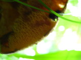 Suillus spraguei image