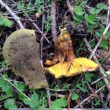 Phylloporus arenicola image