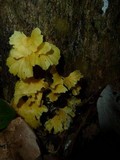 Cotylidia aurantiaca image