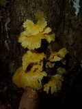Cotylidia aurantiaca image