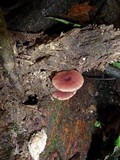 Callistosporium terrigenum image