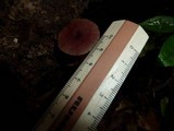 Callistosporium terrigenum image