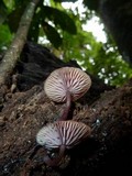 Callistosporium terrigenum image