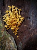 Tricholomopsis aurea image