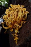 Tricholomopsis aurea image