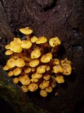 Tricholomopsis aurea image