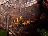 Tricholomopsis aurea image