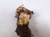 Gomphidius oregonensis image