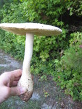 Amanita rhopalopus image