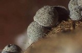 Badhamia foliicola image