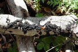 Exidia nigricans image