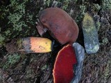 Boletus luridiformis image