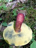 Boletochaete bicolor image