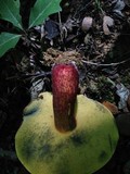 Boletochaete bicolor image