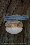 Fomitopsis officinalis image